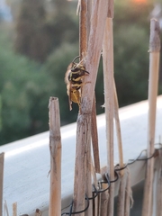 Vespula germanica