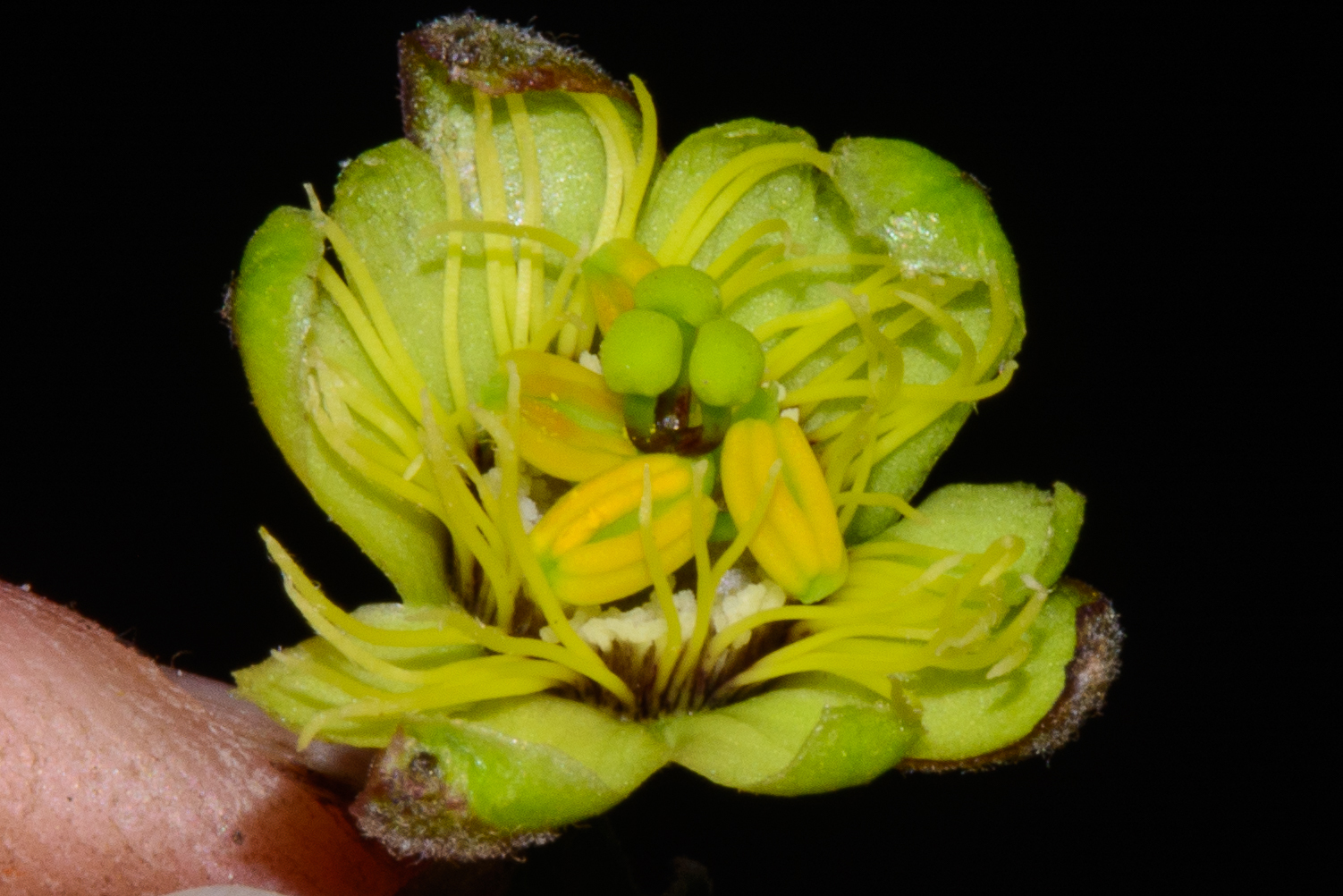 Passiflora lobbii