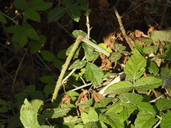 Rubus ursinus macropetalus