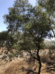 Eremophila mitchellii