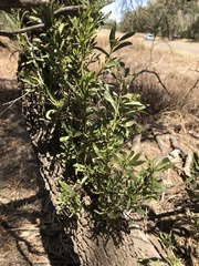 Eremophila mitchellii