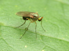 Dolichopodinae