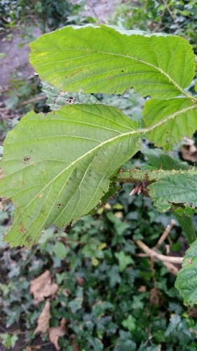 Image of Rubus hylocharis by (c) Susan Marley, some rights reserved (CC BY)