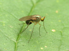 Dolichopodinae