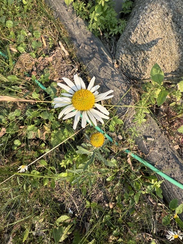 oxeye daisy
