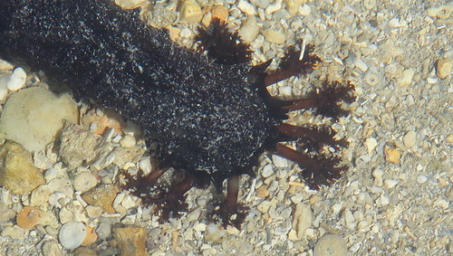 Black Sea Cucumber, photo 7 of 7