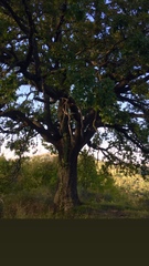 Liometopum microcephalum