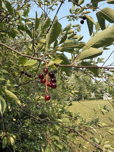 chokecherry