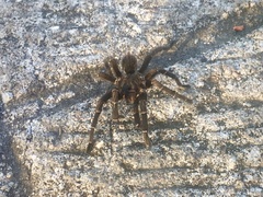 Aphonopelma seemanni