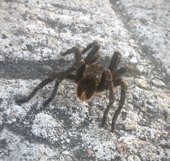 Aphonopelma seemanni
