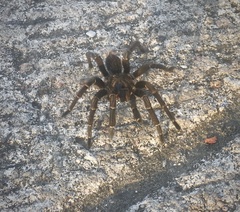 Aphonopelma seemanni