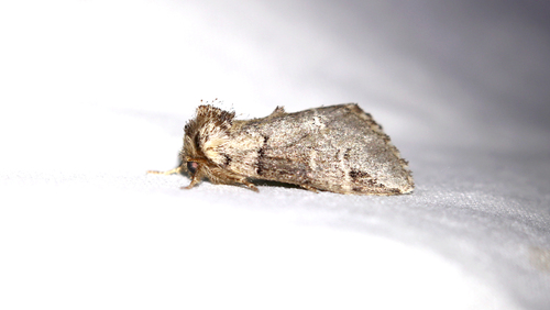 Drymonia obliterata