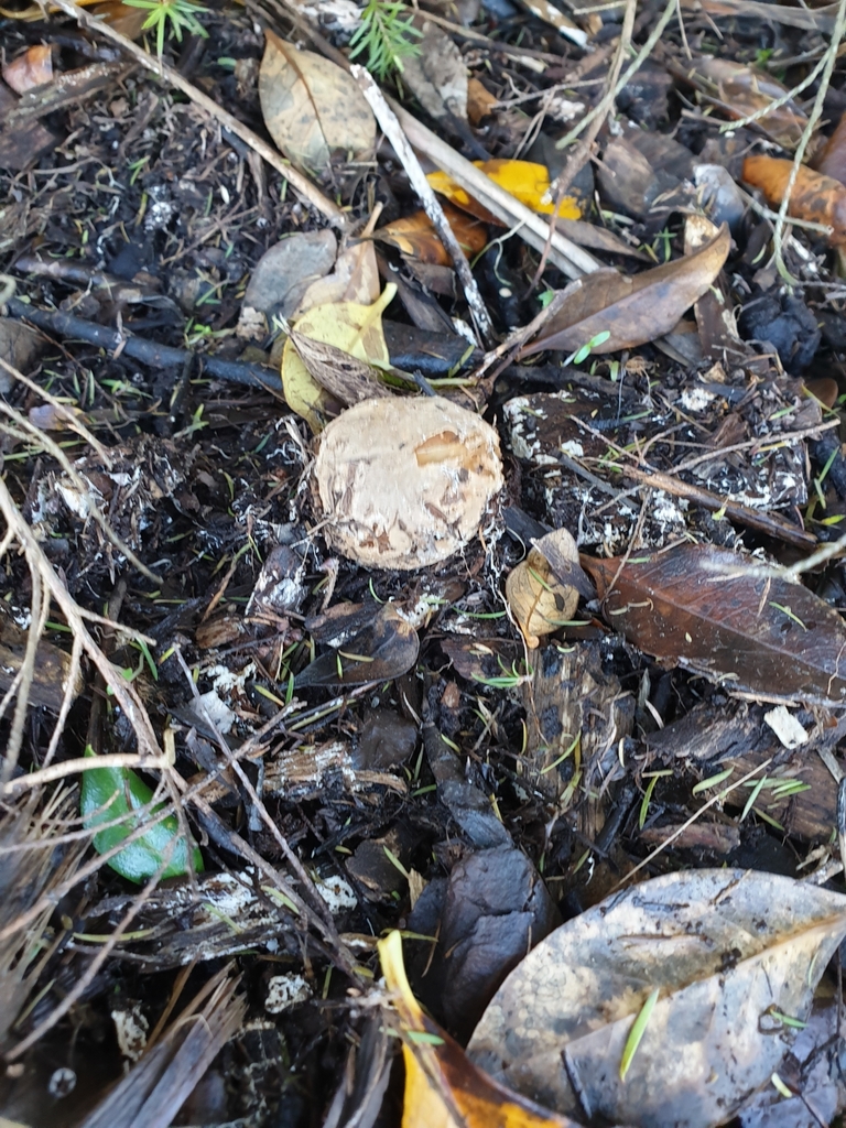 Ileodictyon cibarium · August 2025 · photo: © samlasham (iNaturalist, cc0)