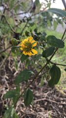 Tilesia baccata