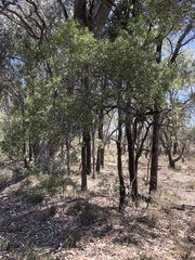 Eremophila mitchellii