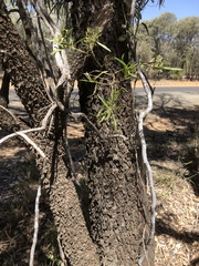 Eremophila mitchellii