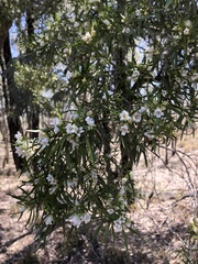 Eremophila mitchellii