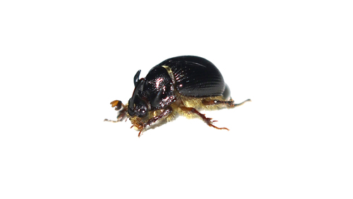 Odonteus armiger