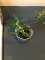 Oxypetalum coeruleum