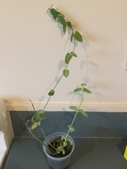 Oxypetalum coeruleum