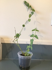 Oxypetalum coeruleum