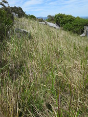 Anthoxanthum redolens