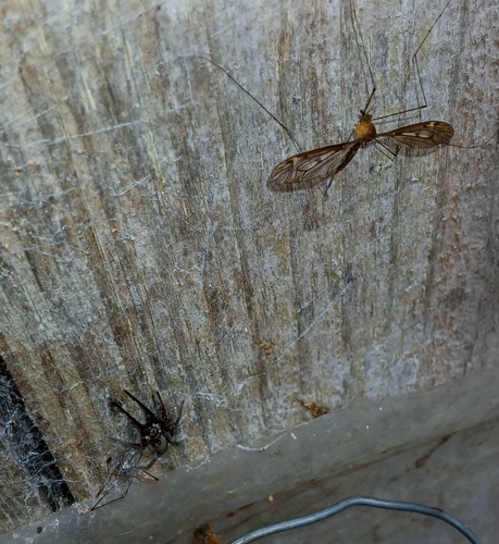 Southern House Spider