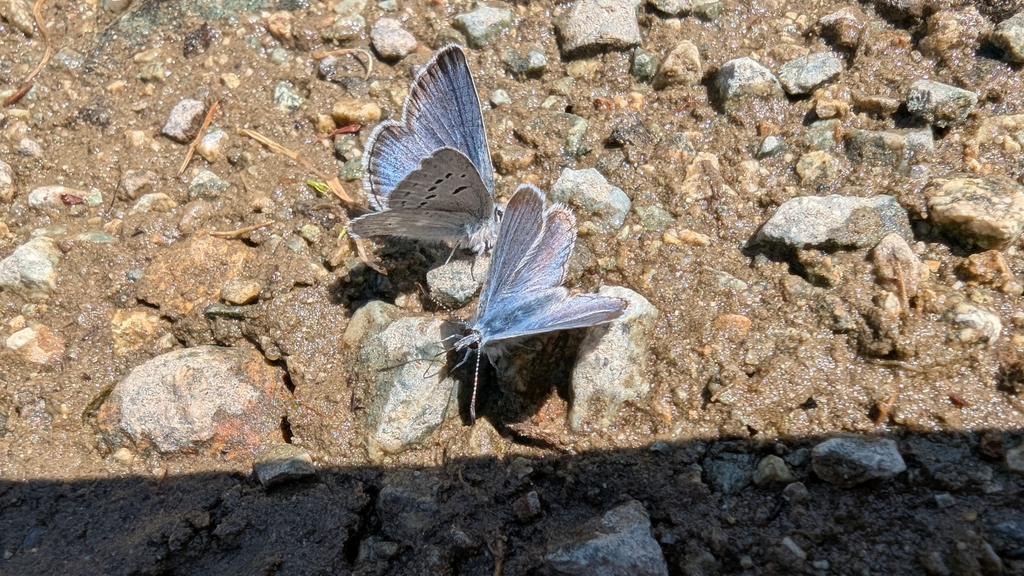 Boisduval's Blue