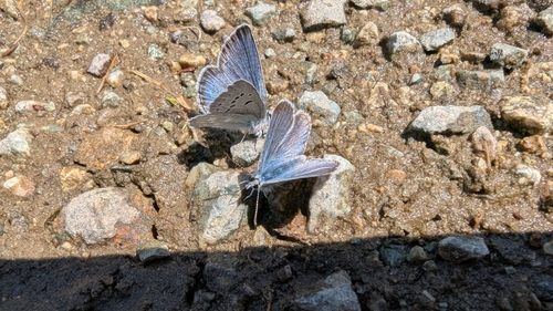 Boisduval's Blue