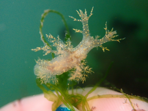 Dendronotus venustus