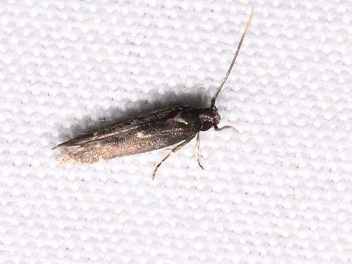 Periploca cata