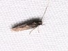 Periploca cata - Photo (c) Jack Cochran, some rights reserved (CC BY-NC), uploaded by Jack Cochran