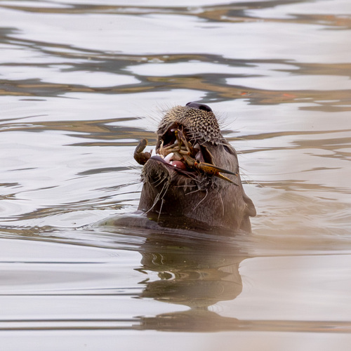 North American River Otter photographed in New Mexico