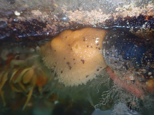Doris montereyensis
