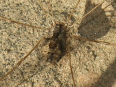 Leuronychus pacificus