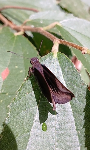 Southern Sicklewing