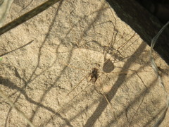 Leuronychus pacificus