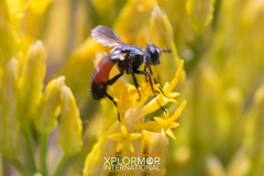 Cylindromyia intermedia