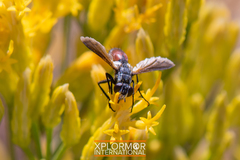 Cylindromyia intermedia