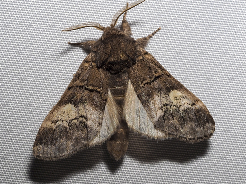 oak marbled brown, photo 2 of 10