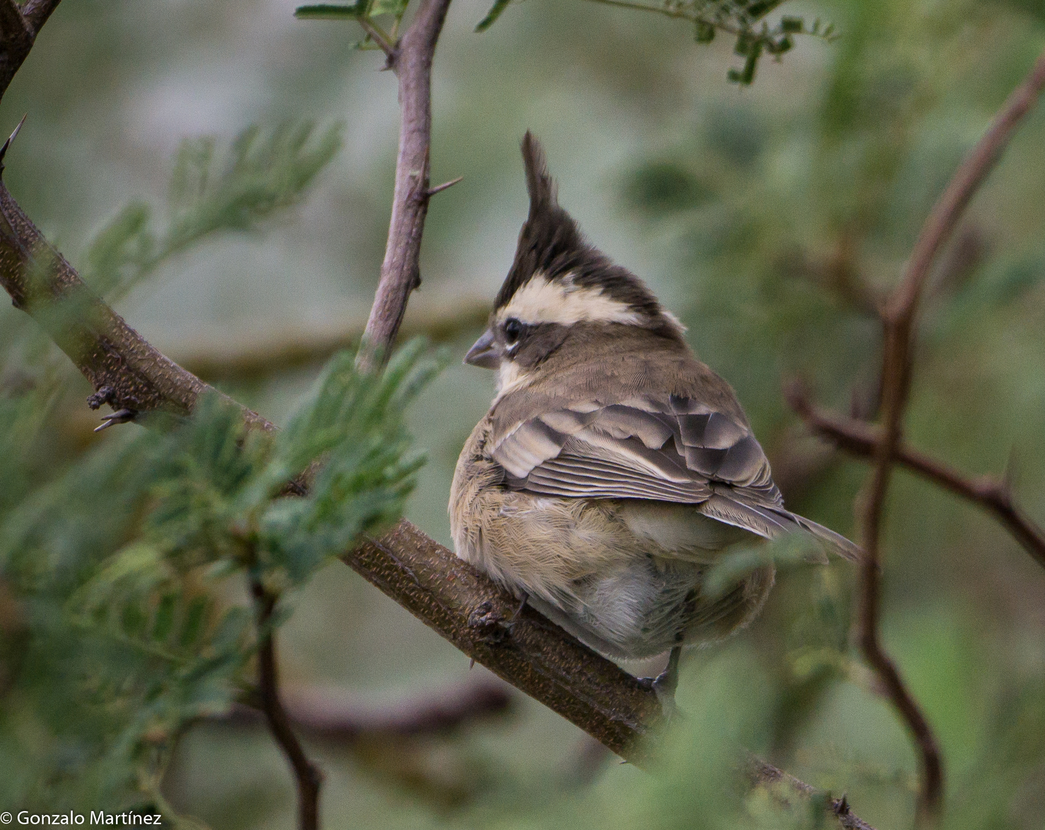 Black-crested Finch (Lophospingus pusillus), photo 10