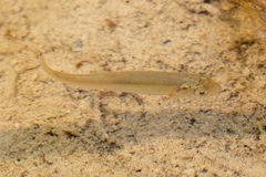 Couesius plumbeus