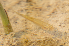 Couesius plumbeus