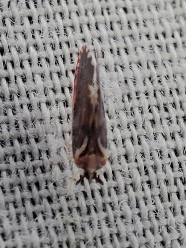 Patara vanduzei