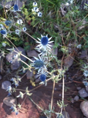 Eryngium carlinae