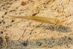 Couesius plumbeus