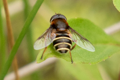 Eristalis cryptarum