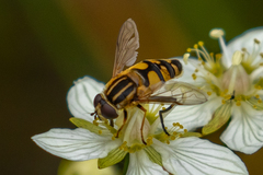 Helophilus neoaffinis