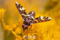 Exoprosopa caliptera