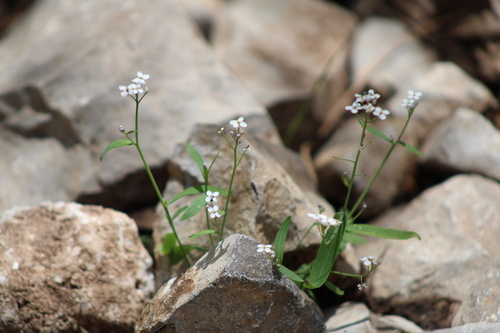 Las Vegas Tumble Mustard (Mostacillastrum subauriculatum)